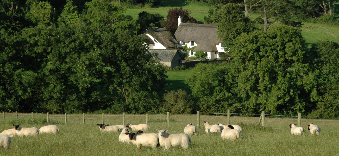 LittleHollands Sheep